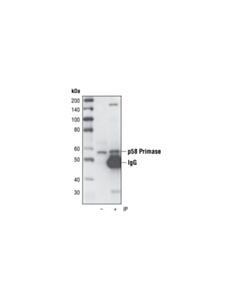 Cell Signaling P58 Primase (8d3) Rat mAb