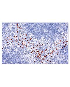 Cell Signaling S100a8 (E4f8v) Xp Rabbit mAb