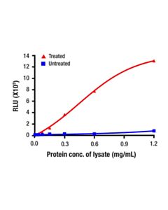 Cell Signaling Phospho-Rip (Ser166) Matched Antibody Pair