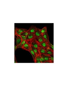 Cell Signaling Max (S20) Antibody