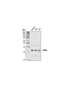 Cell Signaling Tollip Antibody
