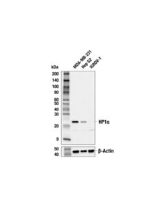 Cell Signaling HP1alpha (F3K7M) Rabbit mAb 100 µl