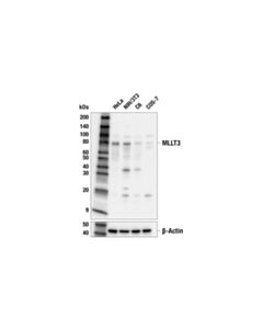 Cell Signaling Mllt3 (E5z7u) Rabbit mAb