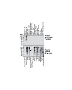 Cell Signaling Phospho-Her4/Erbb4 (Tyr1284) (21a9) Rabbit mAb