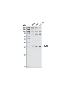Cell Signaling Dcr3 Antibody