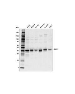 Cell Signaling Hpf1 Antibody