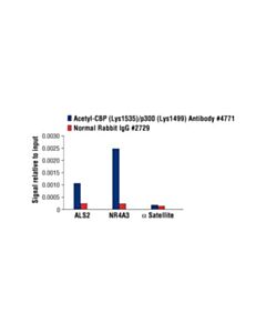 Cell Signaling Acetyl-Cbp (Lys1535)/P300 (Lys1499) Antibody