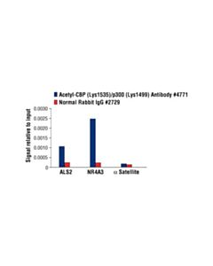 Cell Signaling Acetyl-Cbp (Lys1535)/P300 (Lys1499) Antibody