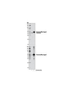 Cell Signaling Tricarboxylic Acid Cycle Antibody Sampler Kit