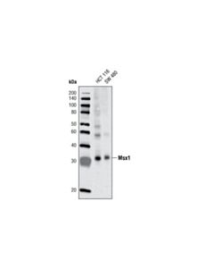 Cell Signaling Msx1 (G116) Antibody