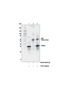 Cell Signaling Pycr1 Antibody