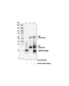 Cell Signaling Tnfrsf17/Bcma Antibody
