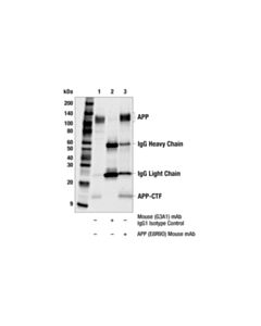 Cell Signaling APP (E8R9O) Mouse mAb 20 uL