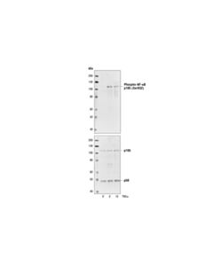 Cell Signaling Phospho-Nf-Kappab P105 (Ser932) (18e6) Rabbit mAb