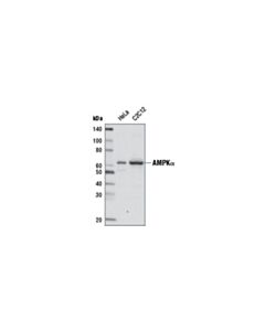 Cell Signaling Ampkalpha (D5a2) Rabbit mAb (Biotinylated)
