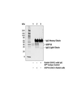 Cell Signaling Usp18 (D4e7) Rabbit mAb