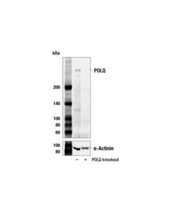 Cell Signaling Dna Polymerase Theta (Polq) (153-5-1) Mouse mAb