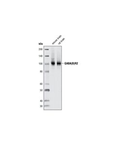 Cell Signaling Gaba(B)R2 (C44a4) Rabbit mAb