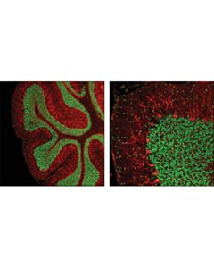 Cell Signaling Creb (D76d11) Rabbit mAb