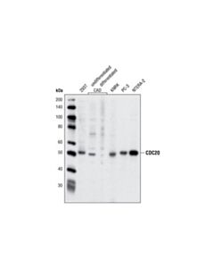 Cell Signaling Cdc20 Antibody