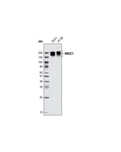 Cell Signaling Nkcc1 Antibody