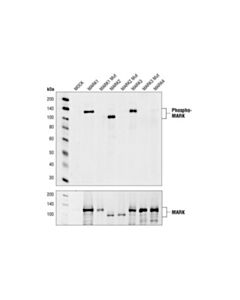 Cell Signaling Phospho-Mark Family (Activation Loop) Antibody