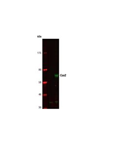 Cell Signaling Cox2 Antibody