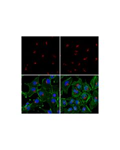 Cell Signaling Gm130 (D6b1) Xp Rabbit mAb (Alexa Fluor 555 Conjugate)