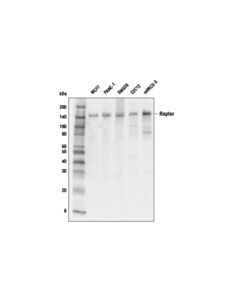 Cell Signaling Raptor (E6O3A) Rabbit mAb 20 uL