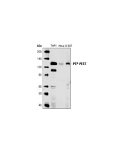 Cell Signaling Ptp-Pest (Ag10) Mouse mAb