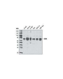 Cell Signaling E2a Antibody