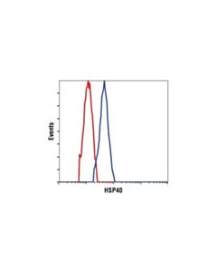 Cell Signaling Hsp40 Antibody