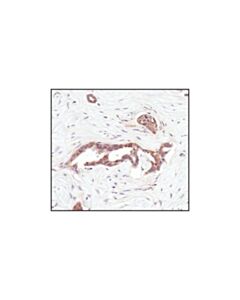 Cell Signaling Hsp90 (E289) Antibody