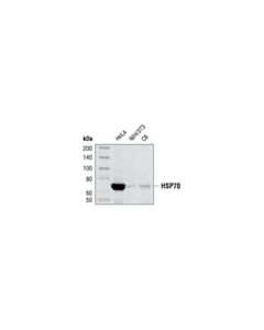 Cell Signaling Hsp70 (D69) Antibody