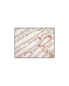 Cell Signaling Hsp90 (C45g5) Rabbit mAb