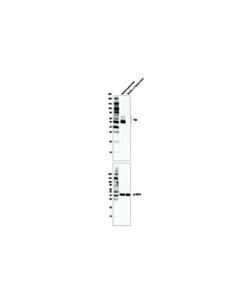 Cell Signaling Tau (Tau46) Mouse mAb (BSA and Azide Free) 100 ug