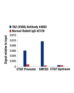 Cell Signaling Taz (V386) Antibody