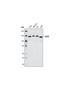 Cell Signaling Ctcf (D31h2) Xp ® Rabbit mAb (BSA And Azide Free)