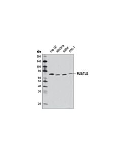 Cell Signaling Fus/Tls Antibody