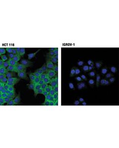 Cell Signaling Nf-Kappab Non-Canonical Pathway Antibody Sampler Kit