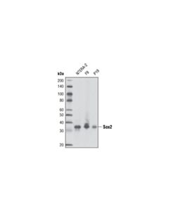 Cell Signaling Sox2 (L1D6A2) Mouse mAb 20 uL