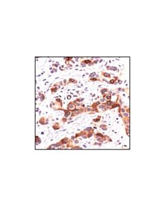 Cell Signaling Phospho-Cdc25c (Ser216) (63f9) Rabbit mAb