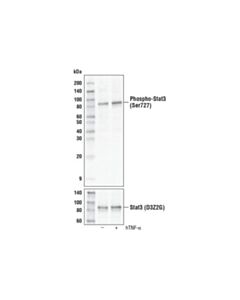 Cell Signaling Phospho-Stat3 (Ser727) (D8c2z) Rabbit mAb (Biotinylated)