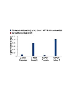 Cell Signaling Tri-Methyl-Histone H3 (Lys36) (D5a7) Xp<Lt/>Sup&Gt;®<Lt/>/Sup&Gt; Rabbit mAb