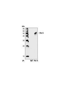 Cell Signaling Hic-5 Antibody