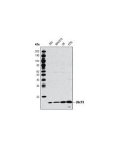 Cell Signaling Ubc13 Antibody