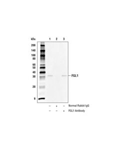 Cell Signaling Fgl1 Antibody