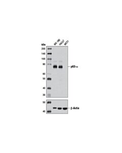 Cell Signaling P63-Alpha (D2k8x) Xp ® Rabbit mAb (BSA And Azide Free)