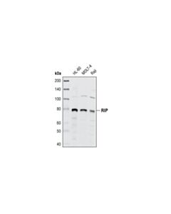 Cell Signaling Rip Antibody