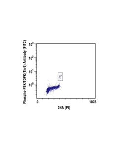 Cell Signaling Phospho-Pbk/Topk (Thr9) Antibody
